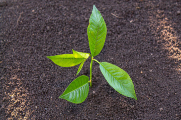 young sprout in the ground. seedling