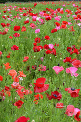 Fototapeta premium ポピー