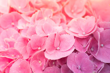 Obraz premium Pink flowers.Pink Hydrangea flower (Hydrangea macrophylla) background.
