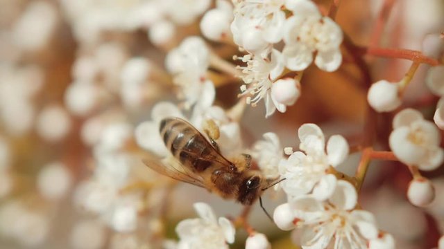 Stunning macro shot of one bee gathering some nectar and pollen from a white elderflower.