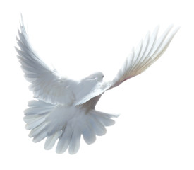 Fototapeta na wymiar free flying white dove isolated on a white background
