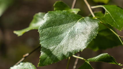 Branch with green leaves. Macro.