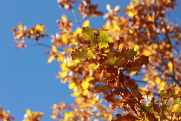 Looking up at clear blue sky thru crisp orange and brown autumn leaves