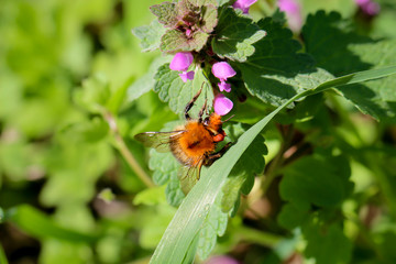 eine Hummel, Biene an einer Pflanze