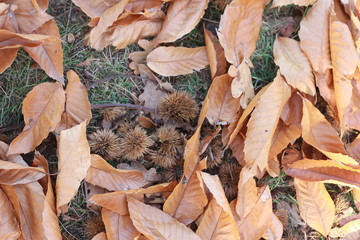 brown orange crispy Autumn leaves lying dried on the forest floor on a sunny Autumn day