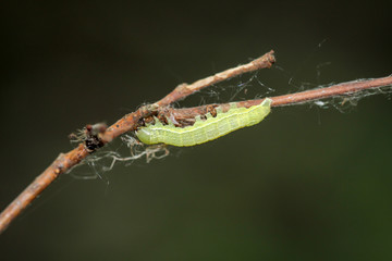 Schmetterlingsraupe, Raupe an einer Pflanze