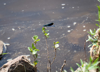 Gebänderte Prachtlibelle (Calopteryx splendens)