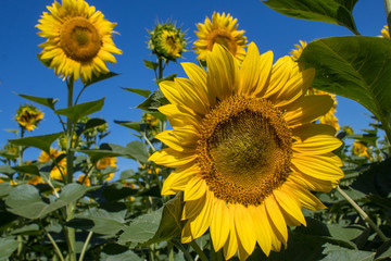 Yellow sunflowers on field farmland with blue cloudy sky on summer sunny day. Field of blooming sunflowers on sky background.