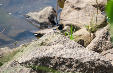 Gebänderte Prachtlibelle (Calopteryx splendens)