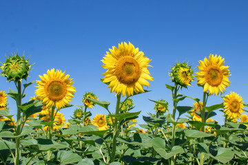Yellow sunflowers on field farmland with blue cloudy sky on summer sunny day. Field of blooming sunflowers on sky background.