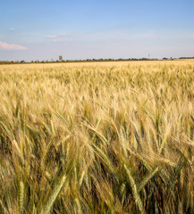 Ansicht eines Getreidefeld im Sommer kurz vor der Ernte