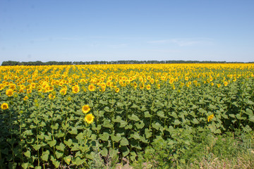 Fototapeta na wymiar Yellow sunflowers on field farmland with blue cloudy sky on summer sunny day. Field of blooming sunflowers on sky background.