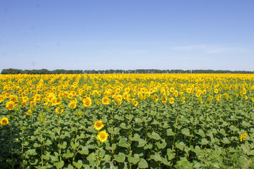 Fototapeta premium Yellow sunflowers on field farmland with blue cloudy sky on summer sunny day. Field of blooming sunflowers on sky background.
