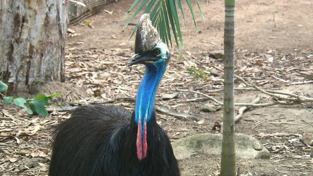 Steady, medium close up shot of a Cassowary.