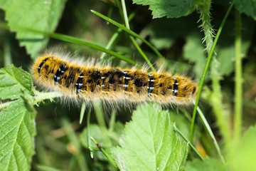 Raupe eines Kleespinners im Gras