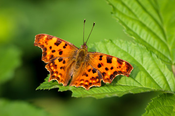 C-Falter auf einem Blatt