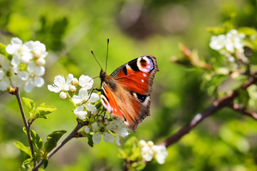Tagpfauenauge auf Blüten