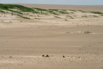 Sanddünen an der Nordseeküste