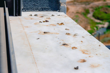 Pigeon droppings on the windowsill