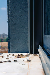 Pigeon droppings on the windowsill
