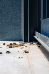 Pigeon droppings on the windowsill