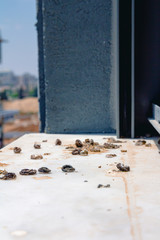 Pigeon droppings on the windowsill