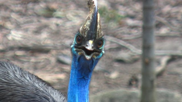 Handheld, close up shot of a Cassowary turning towards camera, looks directly at it.