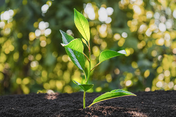 Young sprout. Sapling in the ground. Ecology.