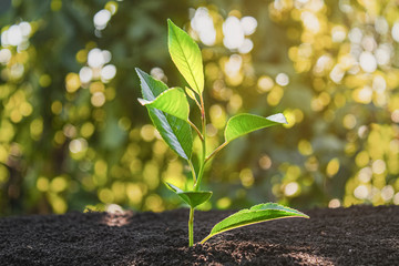 Young sprout. Sapling in the ground. Ecology.