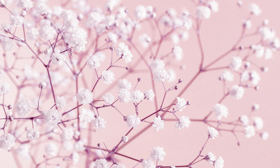Floral beautiful pastel pink background. White small flowers. Flowers Gypsophila. Flat lay, top...