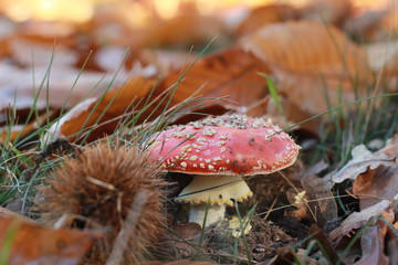 bright red spotted mushroom, Amanita muscaria, growing alone amongst dried crispy fallen autumn leaves