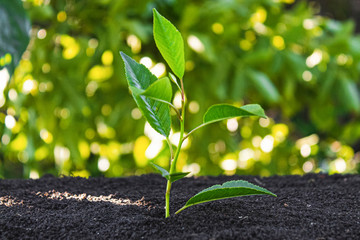 Young sprout. Sapling in the ground. Ecology.