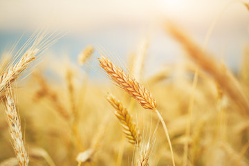 beautiful golden wheat field, copy space