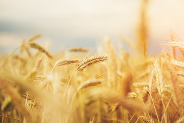beautiful golden wheat field, copy space