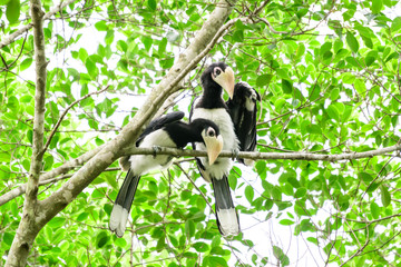 In a complete forest Some days we will find a living black hornbill, living in the forest.