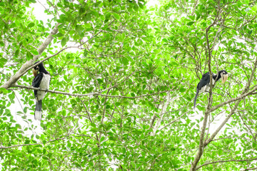 In a complete forest Some days we will find a living black hornbill, living in the forest.