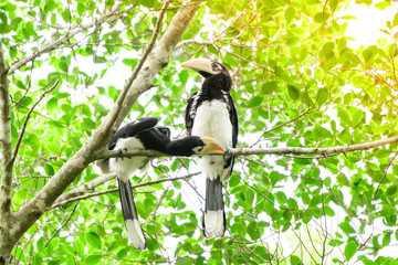 In a complete forest Some days we will find a living black hornbill, living in the forest.