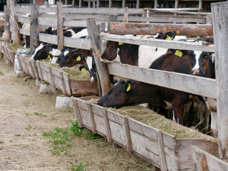 young cows in the paddock eat silage