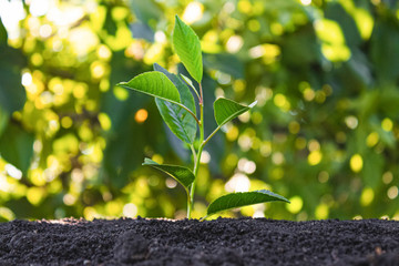Young sprout. Sapling in the ground. Ecology.