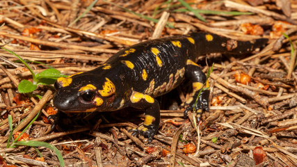 Ein portogiesischer Feuersalamander in der Seitenansicht