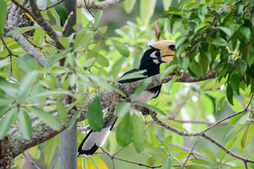In a complete forest Some days we will find a living black hornbill, living in the forest.