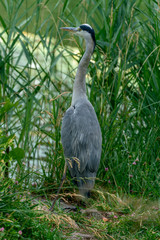 close up of a grey heron in it´s natural habitat