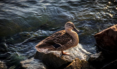 Duck on the stone