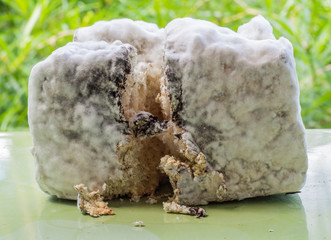 Colonies of microorganisms. Mold on bread. Mold inside bread. Macro shot