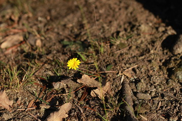 single bright yellow lone fresh flower growing thru autumn leaves and undergrowth