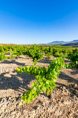 Fototapeta na wymiar vineyards in La Rioja, spain