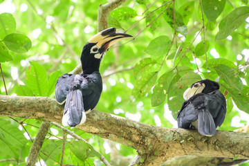 In a complete forest Some days we will find a living black hornbill, living in the forest.
