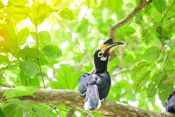 In a complete forest Some days we will find a living black hornbill, living in the forest.