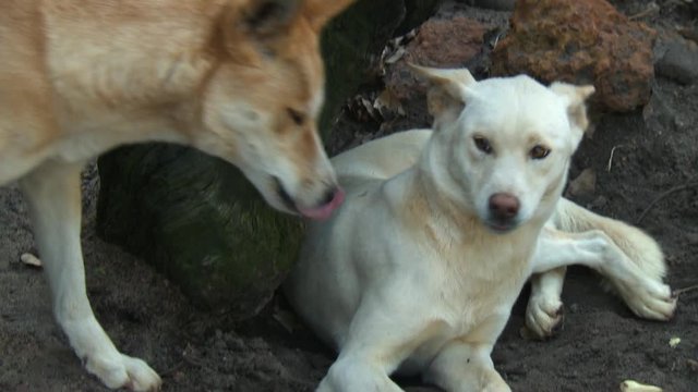 Handheld, medium close up shot of two dingoes playing next to a log. The playing is semi aggressive.