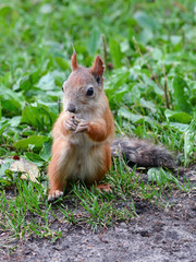 Red squirrel eating a nut and apparently thought for a moment about the impermanence of life.
